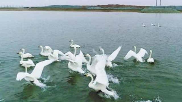 天鵝“做客”周口引黃調蓄湖
